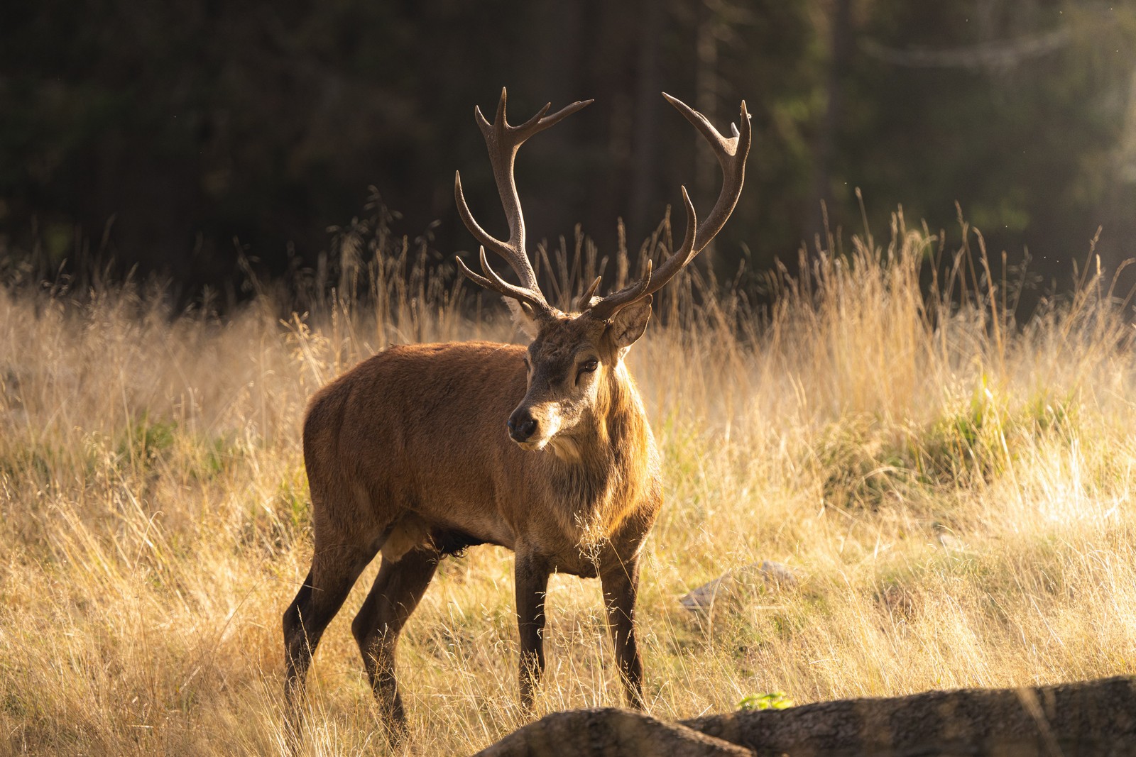 La natura elegante del Parco